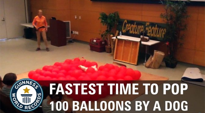Cel mai rapid caine care a spart 100 de baloane