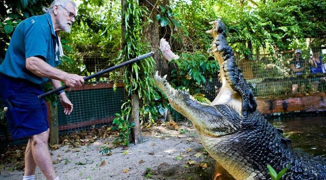 Cel mai mare crocodil in captivitate